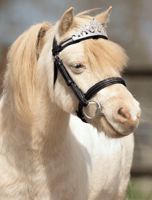 Hovedbilde QHP Krone Sølv