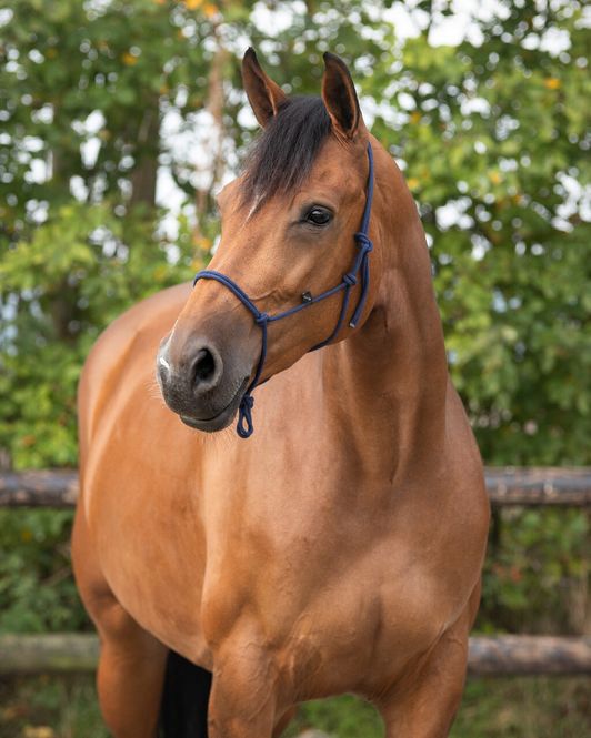 Hovedbilde QHP Rope Halter Basic