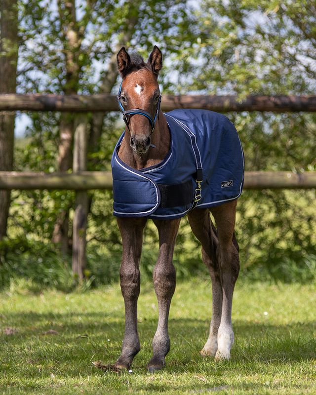 QHP Foal Turnout 100g Navy